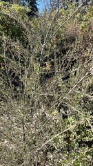 Ceanothus papillosus