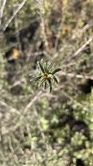 Ceanothus papillosus