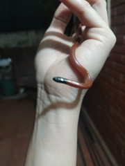 Apostolepis ambiniger