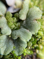 Riccia crystallina