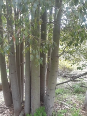 Brachychiton populneus populneus