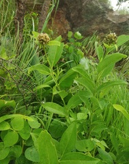 Leucoblepharis subsessilis