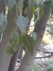 Brachychiton populneus populneus