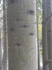 Brachychiton populneus populneus