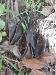 Brachychiton populneus populneus