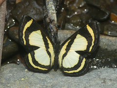 Baeotis elegantula