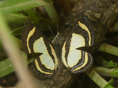 Baeotis elegantula
