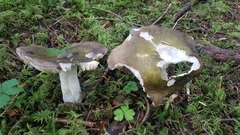 Russula occidentalis
