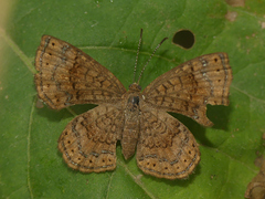 Calephelis aymaran