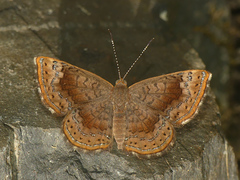 Calephelis aymaran
