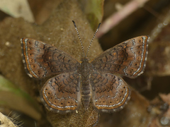 Calephelis aymaran