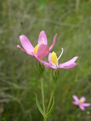 Chironia jasminoides