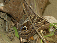 Caligo illioneus