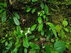 Trigonotis formosana