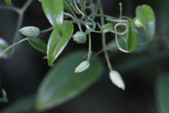 Clematis uncinata