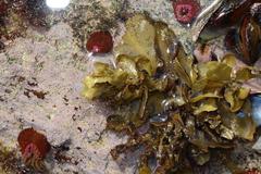 Sargassum incisifolium