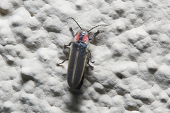 Photinus knulli