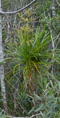 Lomandra insularis