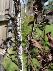 Eriococcus lagerstroemiae