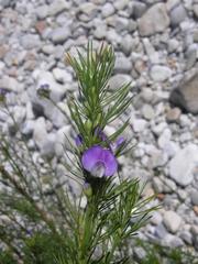 Psoralea ivumba