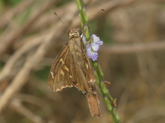 Chioides
