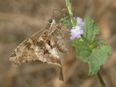 Chioides