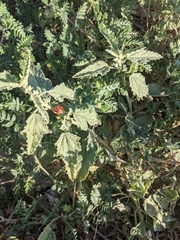 Sphaeralcea