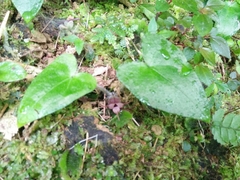 Asarum caudigerum
