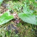 Asarum caudigerum - Photo (c) changlu, alguns direitos reservados (CC BY-NC)