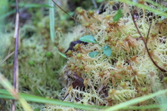 Sphagnum flexuosum