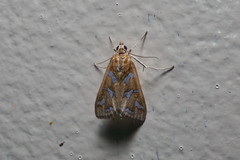Diastictis