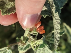 Sphaeralcea