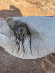 Sminthopsis macroura