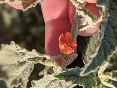 Sphaeralcea