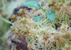 Sphagnum flexuosum