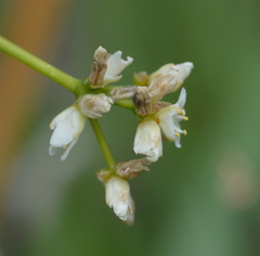 Lomandra insularis