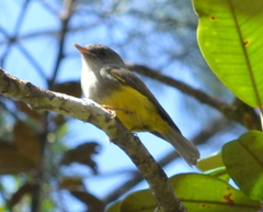 Eopsaltria flaviventris