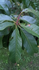 Wilsonomyces carpophilus