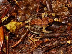 Limnonectes palavanensis