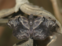 Helias phalaenoides