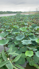 Nelumbo