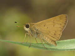 Hylephila phyleus anca