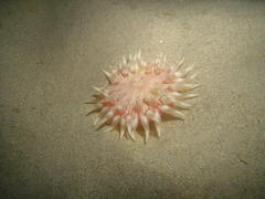 Anthostella stephensoni