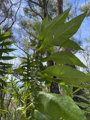 Calomeria amaranthoides