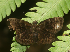 Ouleus fridericus fridericus