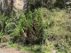 Calomeria amaranthoides