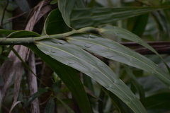 Flagellaria