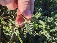 Tribulus terrestris