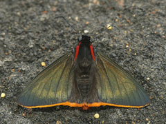 Pyrrhopyge hadassa