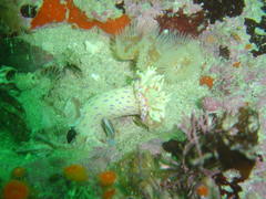 Anthostella stephensoni